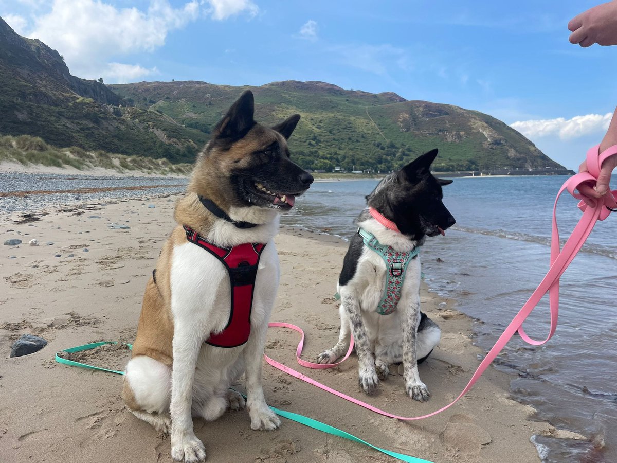 We have teamed up with Swaggerpaws to offer our supporters a 15% discount on their standard and long line waterproof leads! FOA also receive a donation from each sale. Use our link here swaggerpaws.com/friendsofakita