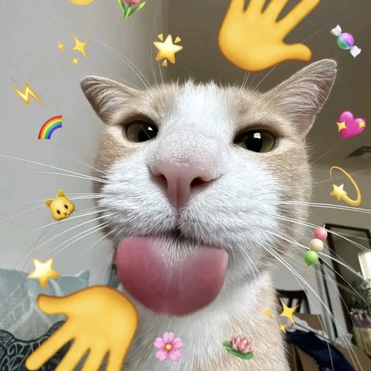 Cool Cat Society tweet media