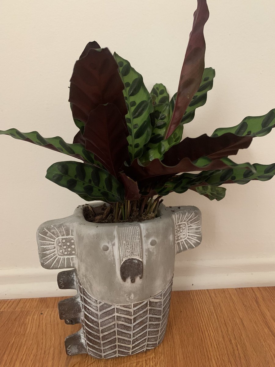 Skadoodlin's tweet photo. Just trying to be a good mom to my dead plants. 😘 Jokes aside, this heat is a killer but I did get more plant babies. https://t.co/tnK81mijzu