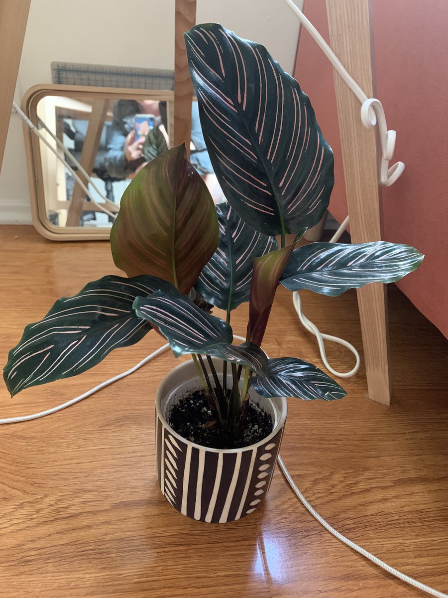 Skadoodlin's tweet photo. Just trying to be a good mom to my dead plants. 😘 Jokes aside, this heat is a killer but I did get more plant babies. https://t.co/tnK81mijzu