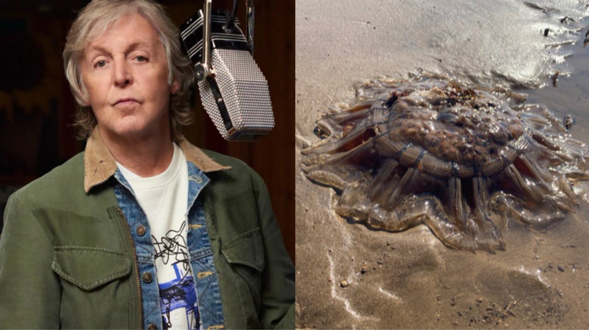 Fake Showbiz News tweet media