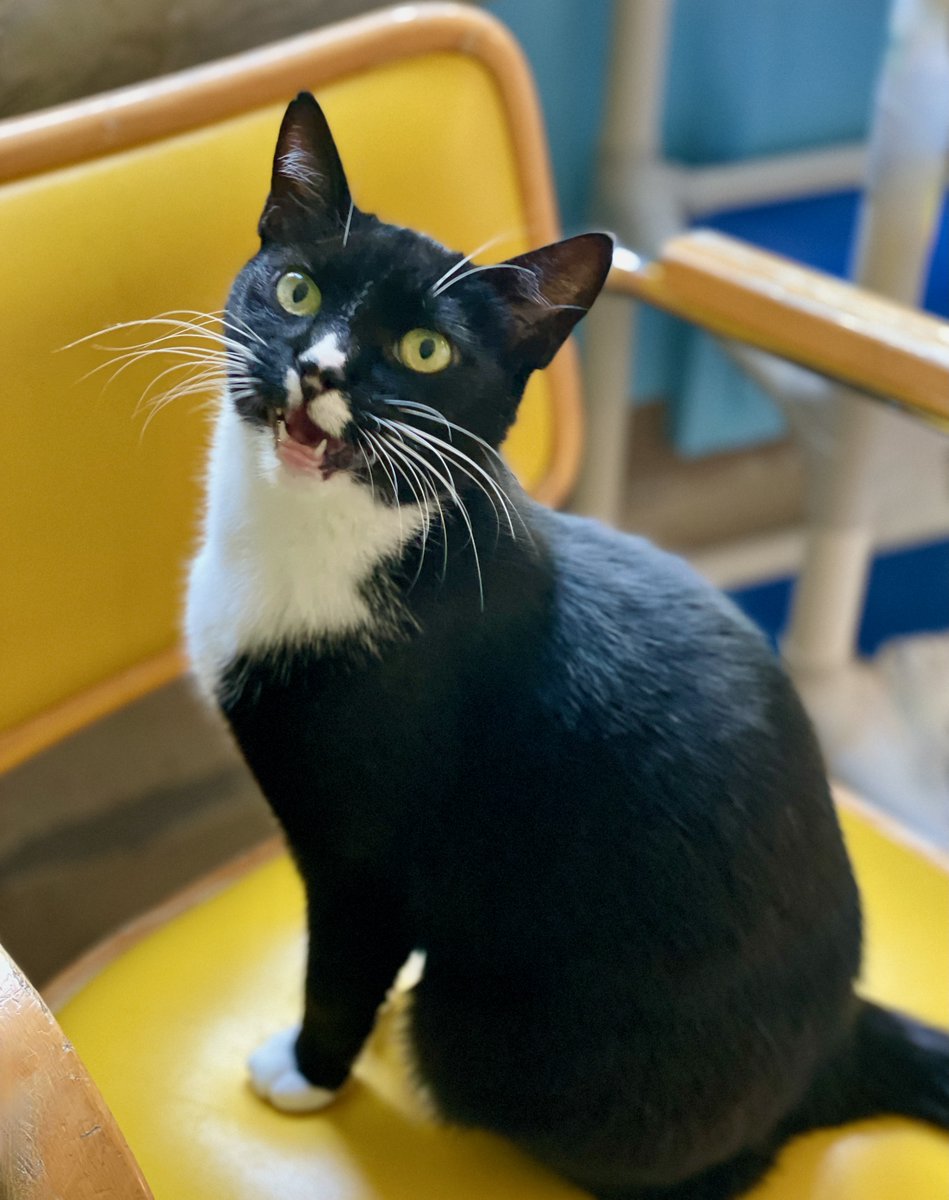 RappCatsAdopt's tweet photo. πHappy #Tuesday from all of us @RappCatsAdopt! Moonbeam's wanted us to know today's #HugAndHigh5Day! "Tell everybody #cats need hugs & high5's too," she said. (We promptly gave her one of each!). #pets #AdoptDontShop #TuesdayFeeling #virginia #va #nova #dc #CatsOfTwitter #love https://t.co/JWSGFiqNuh