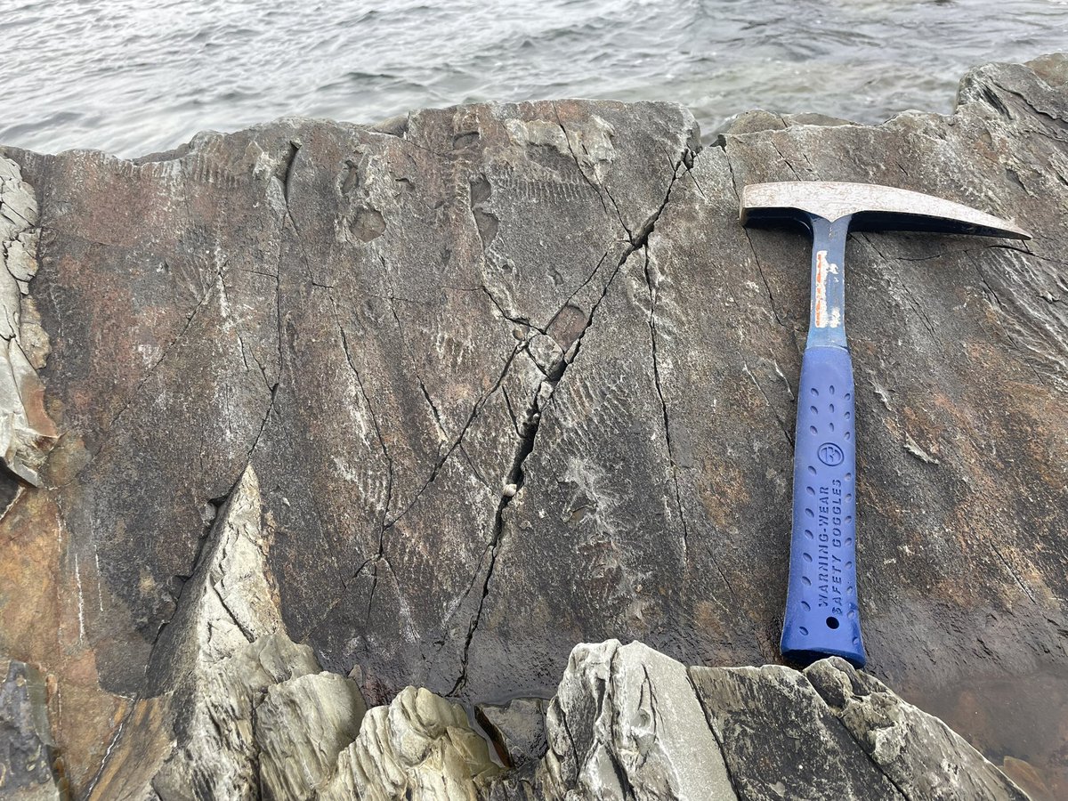 Finished up the first field season in Newfoundland today! 1) exploring the Cambro-Ordovician boundary at Green Point. 2) <a href="/nicole_mizrahi/">Nicole Mizrahi</a> sponge lady with her sponge bioherm. 3) stromatolites on the Port au Port. 4) Ediacaran fossils at the Melrose surface on the Bonavista.