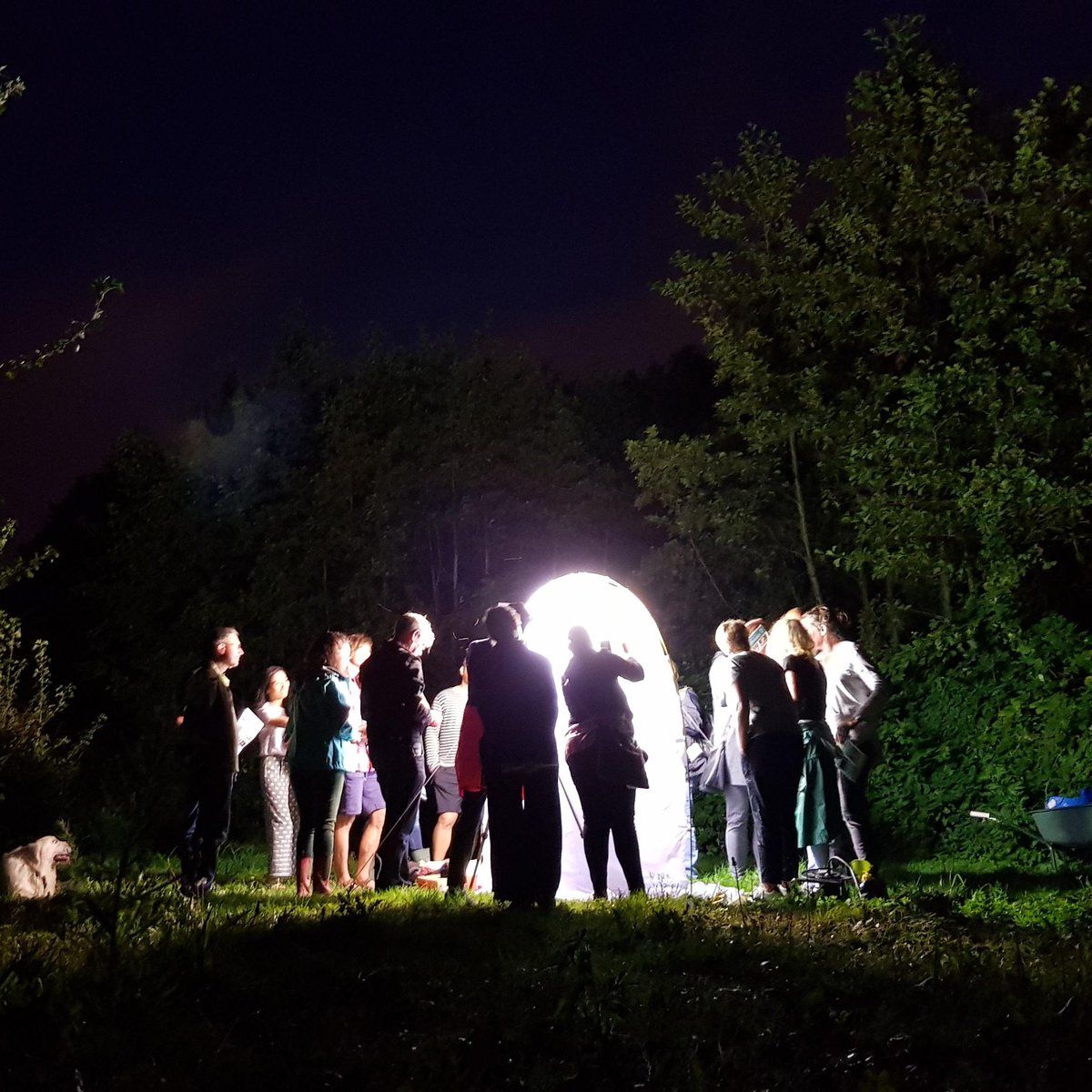 GroeneConnectie's tweet image. Kom Nachtvlinderen op de Spoordijk Spangen! VRIJ 15 sept 21-24u. Leer de 100-den soorten nachtvlinders kennen van superexpert Wouter Moerland en Marvin Groen. Bijzondere beesten op een bijzonder stuk van de @GroeneConnectie. Kom om 21u naar BUSHALTE BEUKELSBRUG of zie kaart!