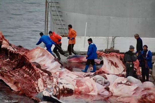 #Whales

This is what Iceland does to a mother and baby.

Scurrying to hide the unborn calf. 
They knew how sickening this looked.

Fear, agonizing pain &amp; brutal death for 7 magnificent fin whales in just one week.

The world is watching these atrocities, and we won’t forget.
