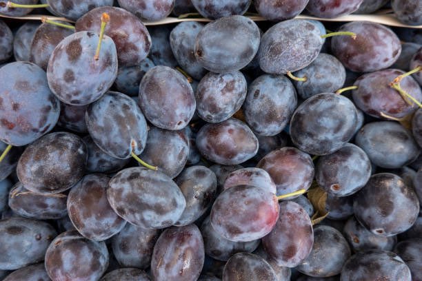 TASTE THE SEASONS 

We pride ourselves on making juices that are bursting with the most delicious seasonal fruits. 

The last couple of weeks has seen the start of apple juicing season and us foraging for more blackberries and collecting damsons 

#tastetheseasons #damsons