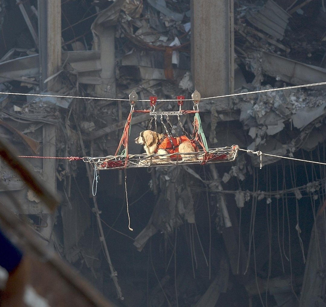 The dogs of 9-11 must never be forgotten.  They served and sacrificed in the days and weeks after attack.  
#NeverForget911 #NeverAgain