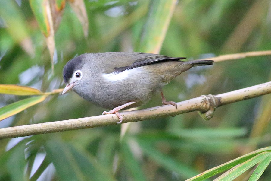 The endemic Black-capped Speirops is one of the commonest birds on Sao Tome. It is also the best looking