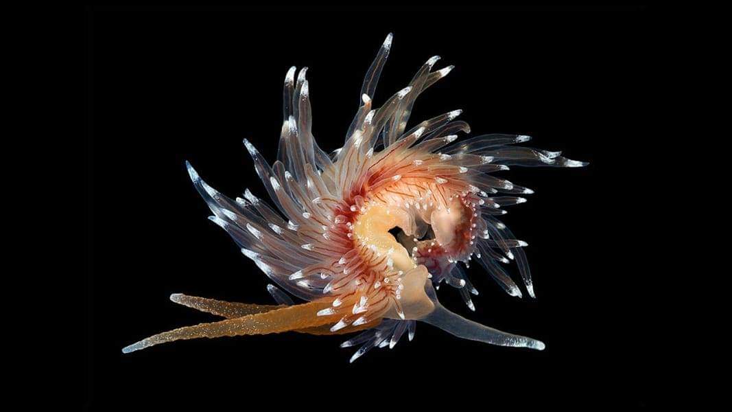 slugsofsea tweet picture