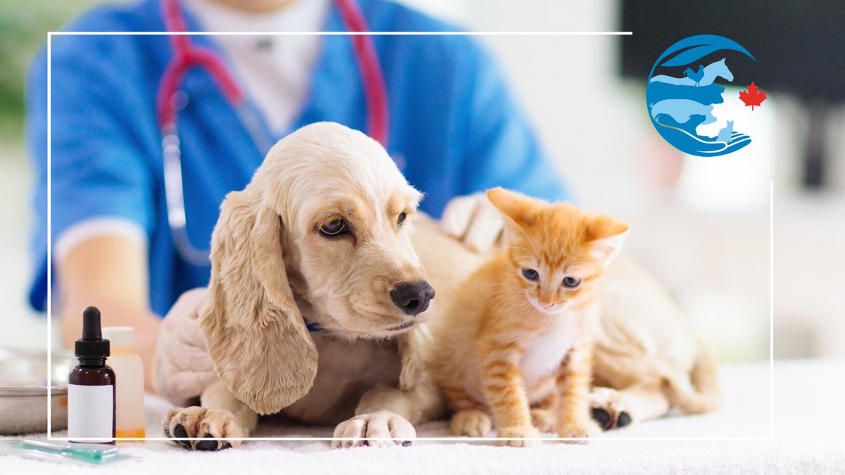 Access to animal health products supports sustainability. In Canada, we have seen a 40% decrease in the availability of licensed vet medicines, putting animal &amp; human health at risk.

Learn more: lnkd.in/g--7YxRm

#animalhealth #priorityanimalhealth #Sustainability