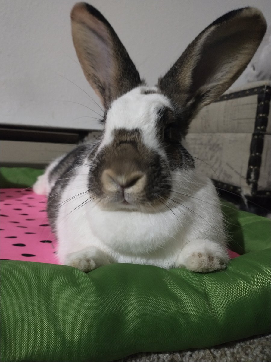 ZiggyWearsHats's tweet photo. @Neville_Dinah #bossbun https://t.co/TpmUTrMvLZ