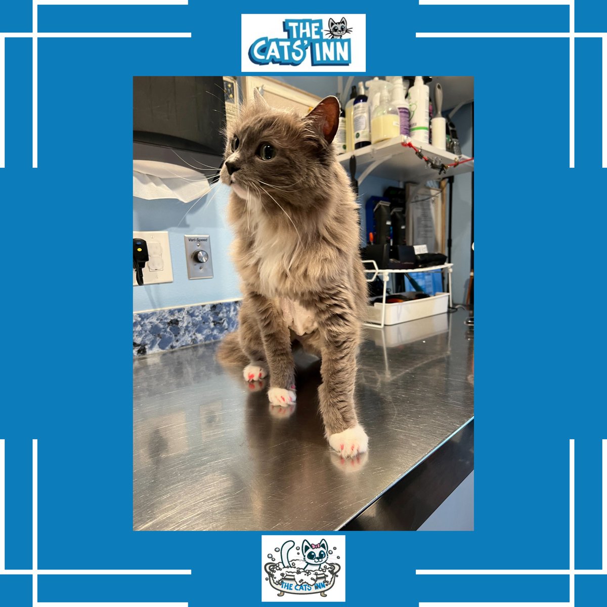 belmontcatsinn's tweet image. Tired of scratched furniture and accidental nicks? Say hello to Cat Soft Paws! 🐱🎉 These vibrant nail caps add a pop of color to your kitty's paws while keeping your home scratch-free. Book today to explore the colorful possibilities! 🌈🐾 #SoftPaws #ColorfulProtection