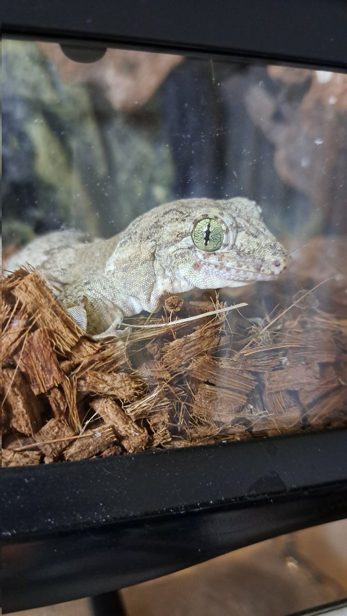 隣にちいこいヤモリが越してきたで