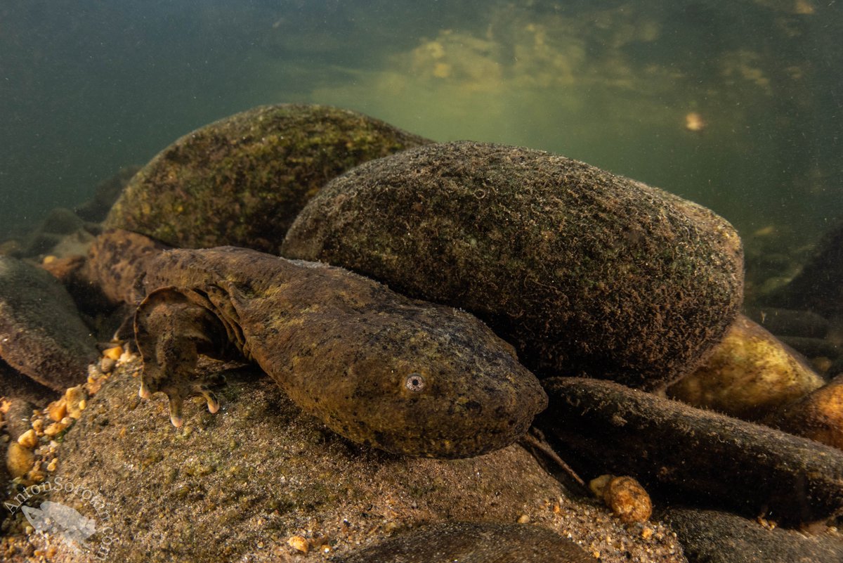 I have a lot of images to share - including really fun/crazy hellbender behavior but I think starting with a straightforward underwater portrait is best. Behold the largest amphibian species in the Americas, 3rd largest in the world! The Hellbender (Cryptobranchus alleganiensis)!