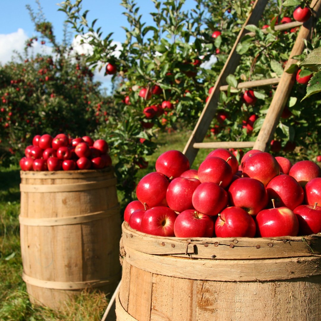 September is the perfect month for apple picking! Harvesting apples generally happens from the late summer through October, varying based on climate and apple variety. Check out local orchards for a fun family activity. #FamilyFunFriday