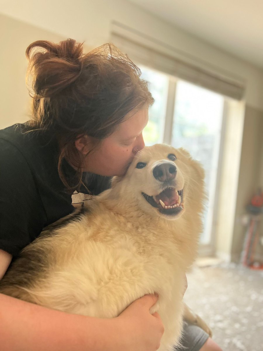 oopsiedaisy_'s tweet photo. My big scary GSD, constantly attacking with kisses and cuddles https://t.co/sEINZuCGLJ
