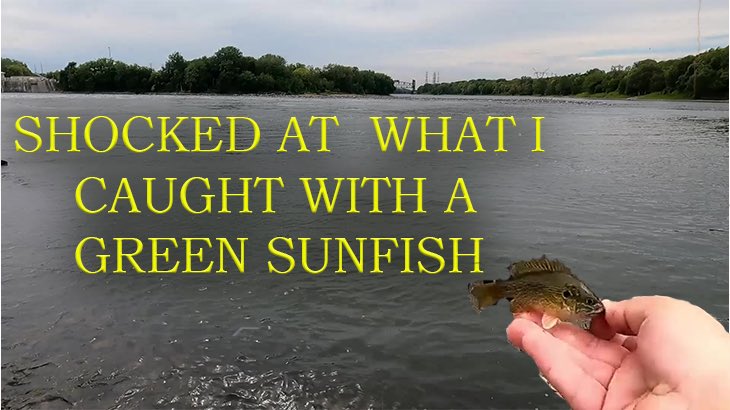 New YouTube video is up, hope you have time to check it out. 
#fishing #fishingaddict #Carp @dailyfishingBot @TacoPackTeam 

SHOCKED At What ATE My SUNFISH - ILLINOIS RIVER FISHING
youtu.be/llF_kUbPaMk