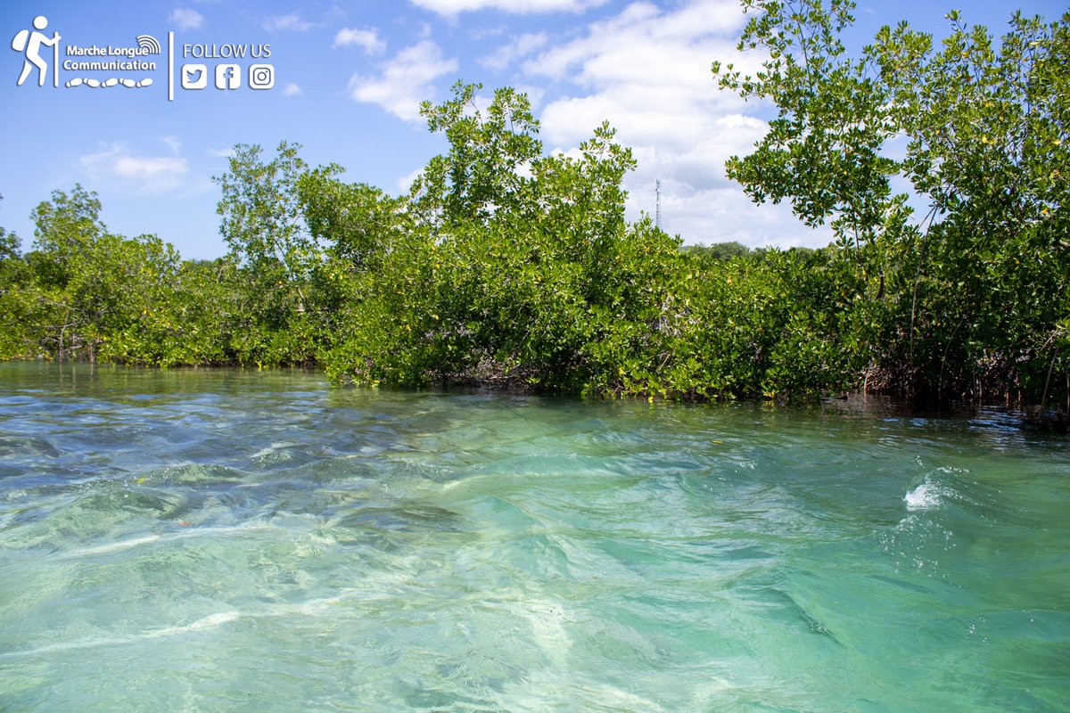 coachbenbens's tweet image. - Mangwòv yo pwoteje kot yo kont “tsunami” ak gwo vag 
- Mangwòv  filtre dlo ki polye yo
Mangwòv yo pwoteje resif yo kont sediman
- Mangwòv lite kont chanjman klimatik paske li kapte 3 fwa plis CO2 ke forè yo.
- zòn mangwòv se yon lye kwasans ak ebèjeman pou plizyè espès akwatik…