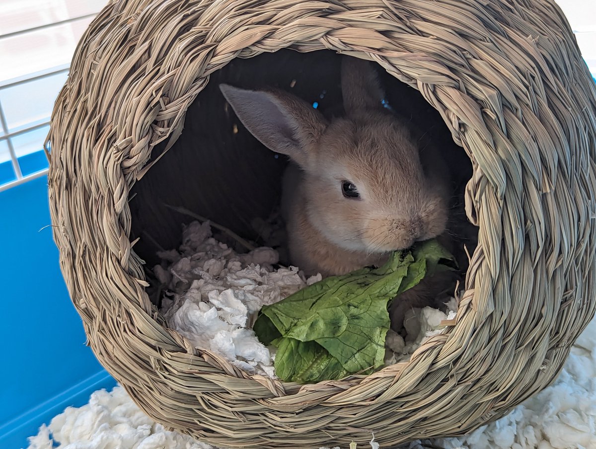 Charliecss's tweet image. We've had Mozzarella for only a few days and I would already go to hell and back a thousand times for him.