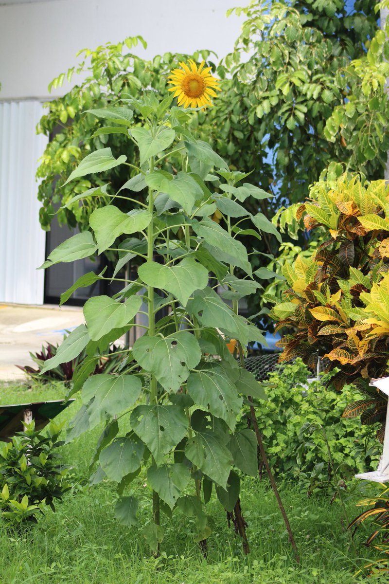 Girasoles en la uni #utcancun <a href="/UTCancun/">UT Cancún BIS</a>
