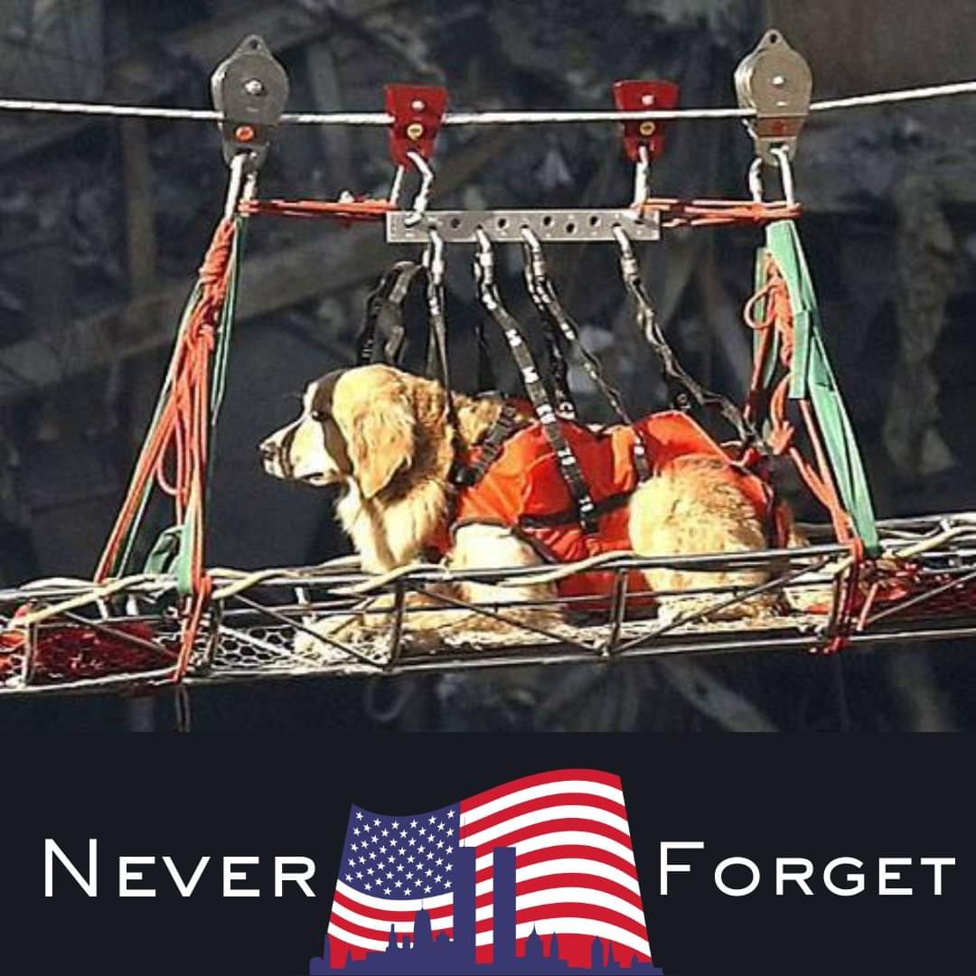 May we never forget ❤ May we never forget those who lost their lives on 9/11. May we never forget all those who risked their lives to save others. Nearly 10,000 emergency rescue workers came together to help, and more than 300 were dogs. All 10,000 are heroes.