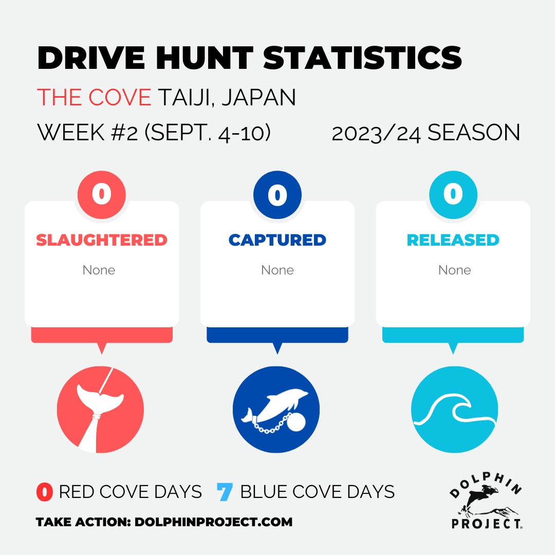 Taiji: Wild dolphins swam safe during the second week of the drive hunt season in Taiji, Japan. Help us take action until the cove is always blue at: bit.ly/HelpJapansDolp…

#DolphinProject #LetsProtectDolphinsTogether