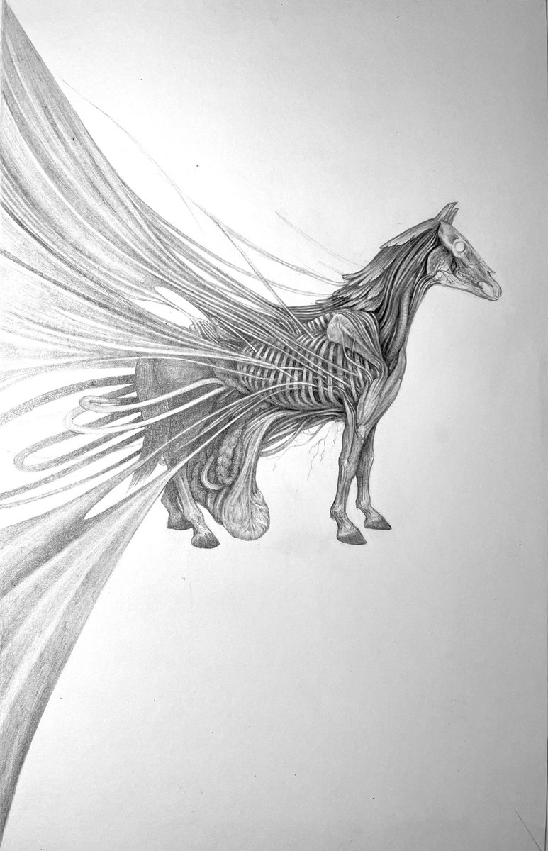 #WIP-ing the flesh off this poor old horse #drawing #graphite #graphitedrawing #illustration #art #artist #pencil #ecorche #anatomy #Horse #undone