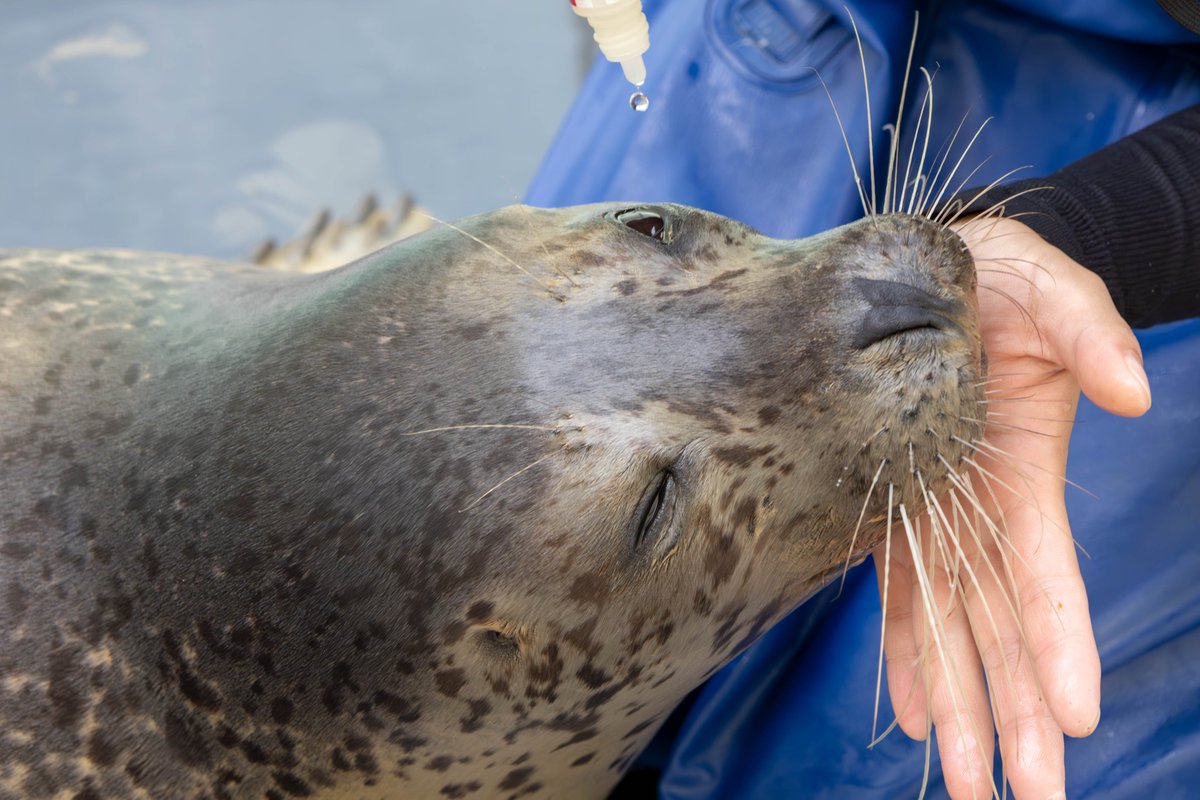 おんぷちゃん目薬
ちゃんと目が開いてるのすごい！

#おんぷ #ゴマフアザラシ #男鹿水族館