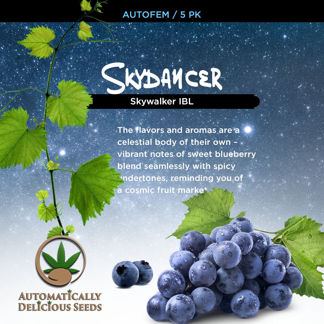 AutoDelish's tweet image. An inbred line of the legendary Skywalker strain, celebrated for its blissfully relaxing effects and a flavor profile that’s out of this world: bit.ly/auto-delish-se…

#Cannabis #CannabisCommunity #cannabislife #420community #420Life #cannabisgrowers #seedsherenow #autodelish