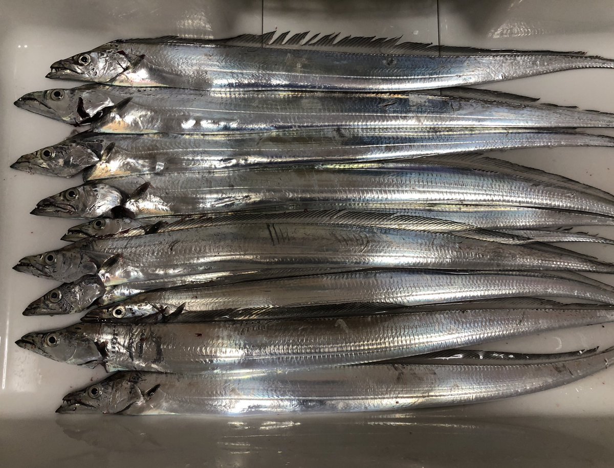18時半〜20時　K (カオス)人工島
夕暮れから入れ食いで周りもよく釣れてた。バラシとポロリ連発で出遅れたけど、周りが落ち着いたタイミングからパターン掴んで連発。人にあげた分入れて15本くらいで指4本弱まで。
カオスな釣り場やけど、狭い所に入れてくれたお隣さんに感謝。
