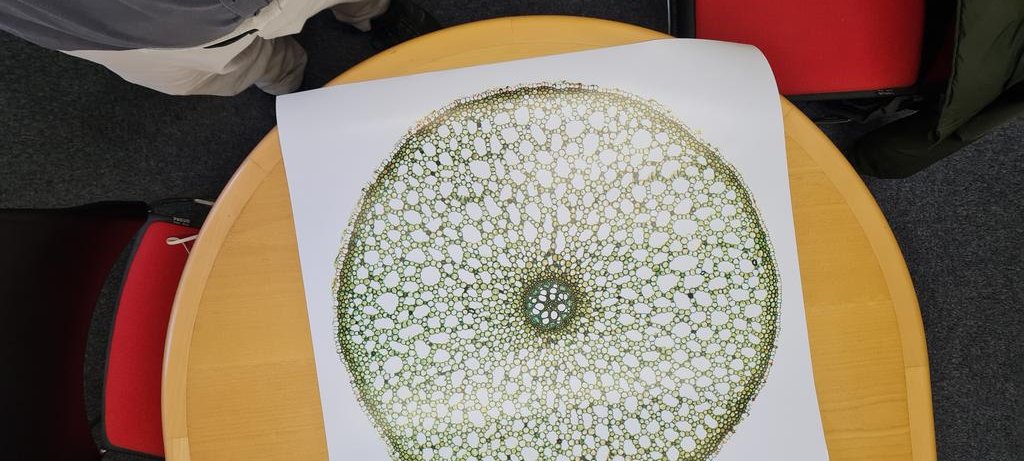 The countdown to the opening of Green Unseen an exhibition celebrating plants and looking at microscope images. @aardvarknsefce <a href="/UoNPressOffice/">Uni of Nottingham Press Office</a> <a href="/UoNnmRC/">UoN nmRC</a> <a href="/UoNenviro/">Enviro Sci-Bio</a> <a href="/UoNLifeSci/">UoN Life Sciences</a> <a href="/The_RHS/">The RHS</a> @Botanygeek <a href="/MicroscopeWorld/">Microscope World</a> <a href="/QuekettMicro/">Quekett Microscopy</a>