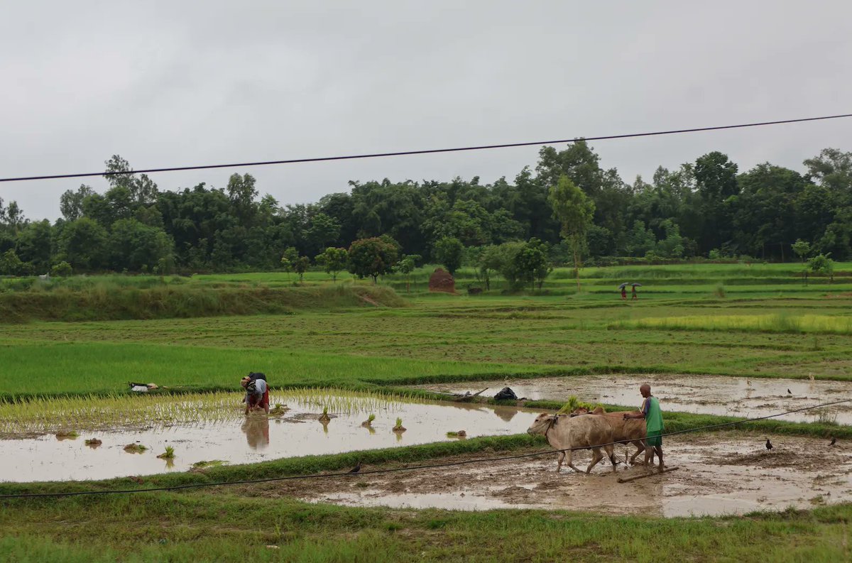 🏆 Manita Raut, 2023 Student Awardee, is currently conducting extensive fieldwork in Nepal. Her research aims to uncover the intricate connections between smallholder farmers, water resources, and innovative technologies.

Learn more: bit.ly/3YVhWiz

#NextGenAg4D