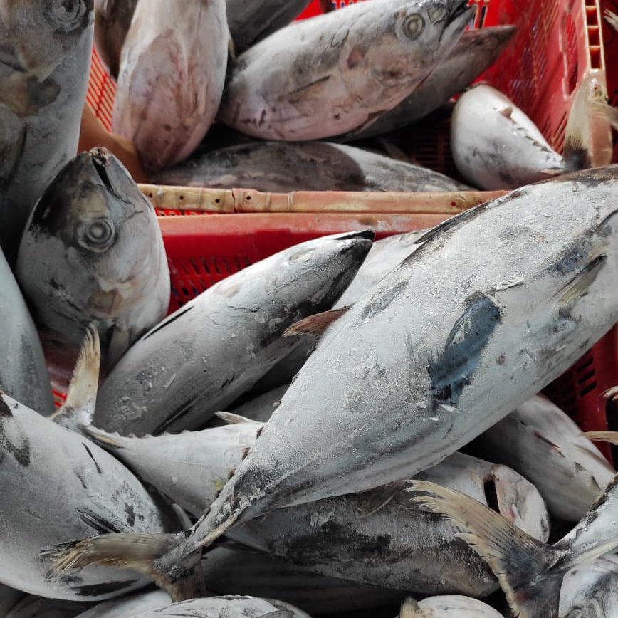 BKIPMPelutkdi's tweet photo. Jenis dan jumlah frozen fish yang akan dilalulintaskan yaitu Ikan Cakalang dan Baby Tuna sebanyak 35 Ton
@BKIPMKendari https://t.co/zlYsVxzjO2