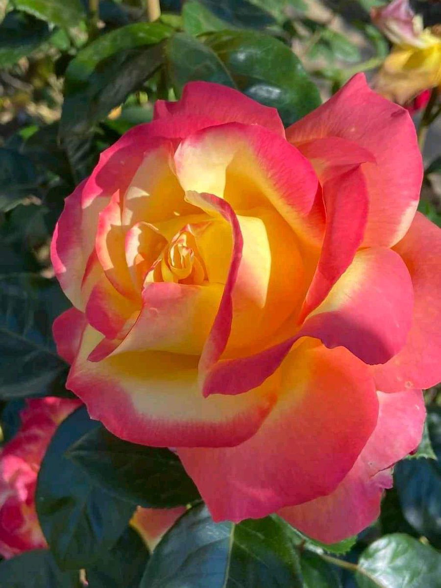 ElennaVolkovsk1's tweet photo. For you...
 ❤ https://t.co/j3TDxJeDij