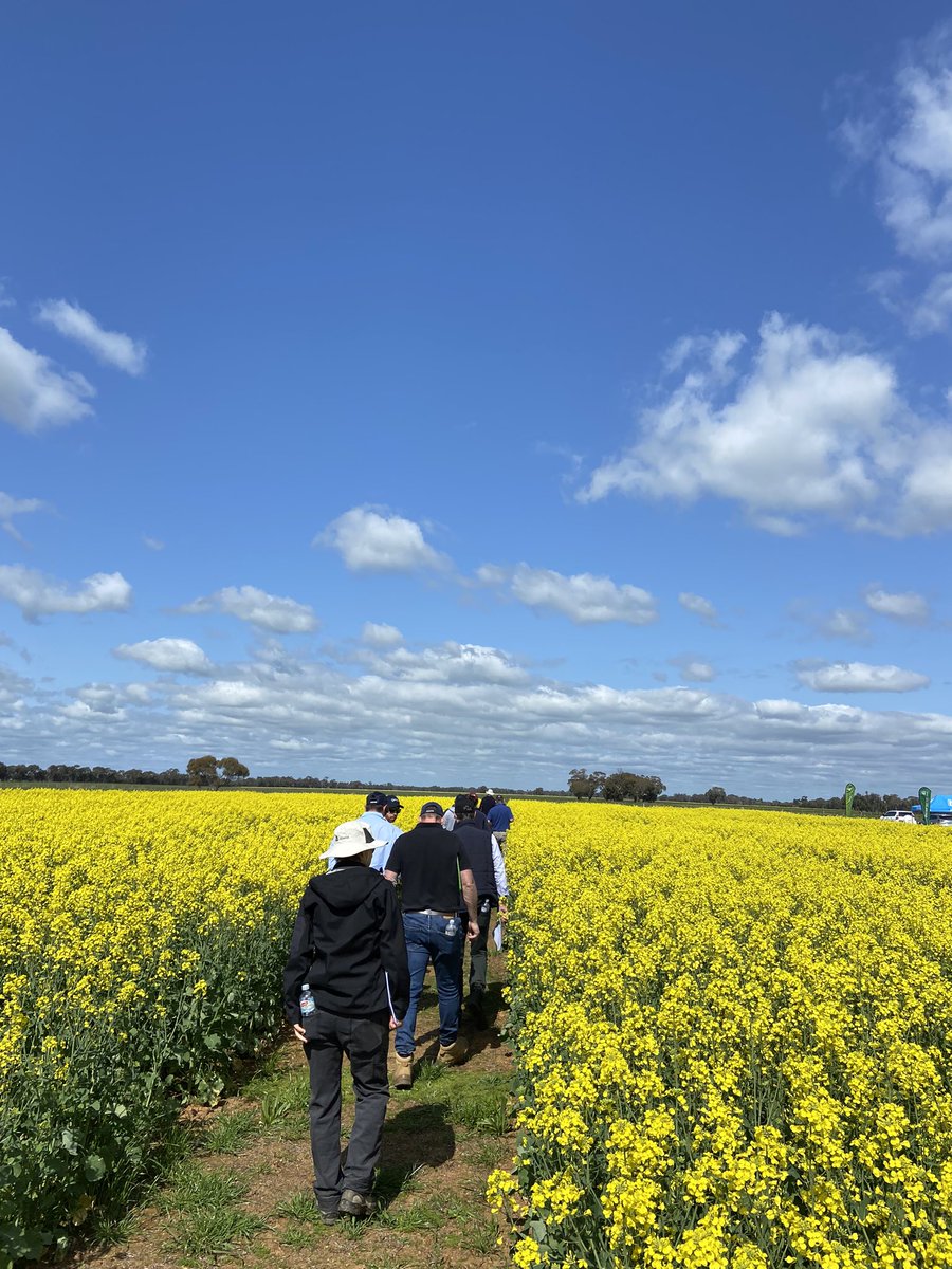 Thanks to the <a href="/Adama_AU/">ADAMA Australia</a> for walk through at Elmore Trial Site. It was great for our team to engage with researchers and other agronomists. <a href="/charleton_glenn/">Charleton Glenn</a>