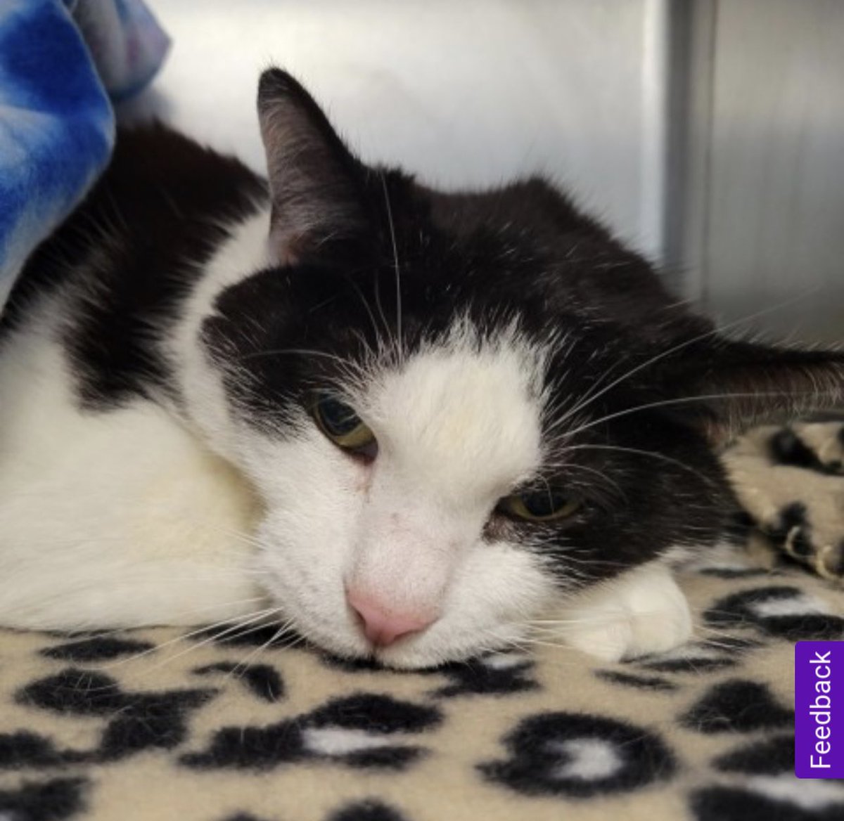 going on sunday to meet a buncha senior cats and hopefully fall even more in love with this old man who has stolen my heart 😩❤️