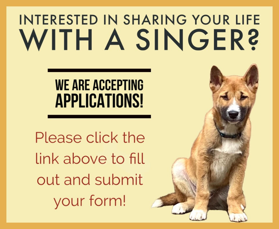 NGSingingDogCS's tweet photo. Exciting News! We will be looking for great prospects to share their lives with a Singer! To be part of this great community, reach out to us and fill out this adoption form: https://t.co/FthGX3RX9X

#newguineasingingdog #primitivedogs #newguineasingingdogs #NGSD #puppies https://t.co/cJwYivJMfc