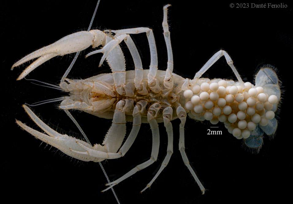 Danté Fenolio, Ph.D. tweet media