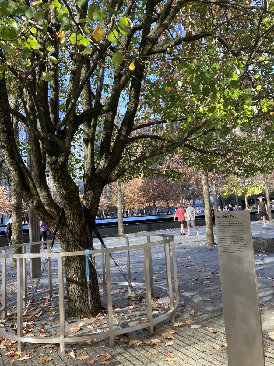 SUMACFT's tweet photo. The Survivor Tree

https://t.co/NTbcWOXc1r https://t.co/nImb5y06Jd
