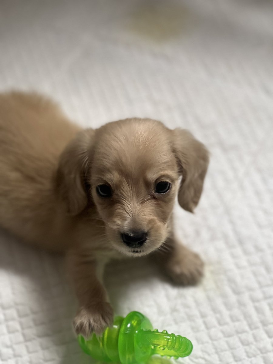 studywithkat's tweet photo. Meet Harry! The newest addition to my sausage family. https://t.co/lV23TXHOmH