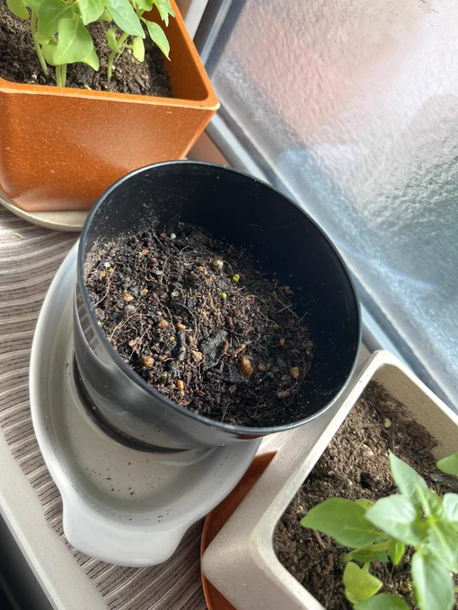 紫蘇も芽が出たぞ!!にょき 