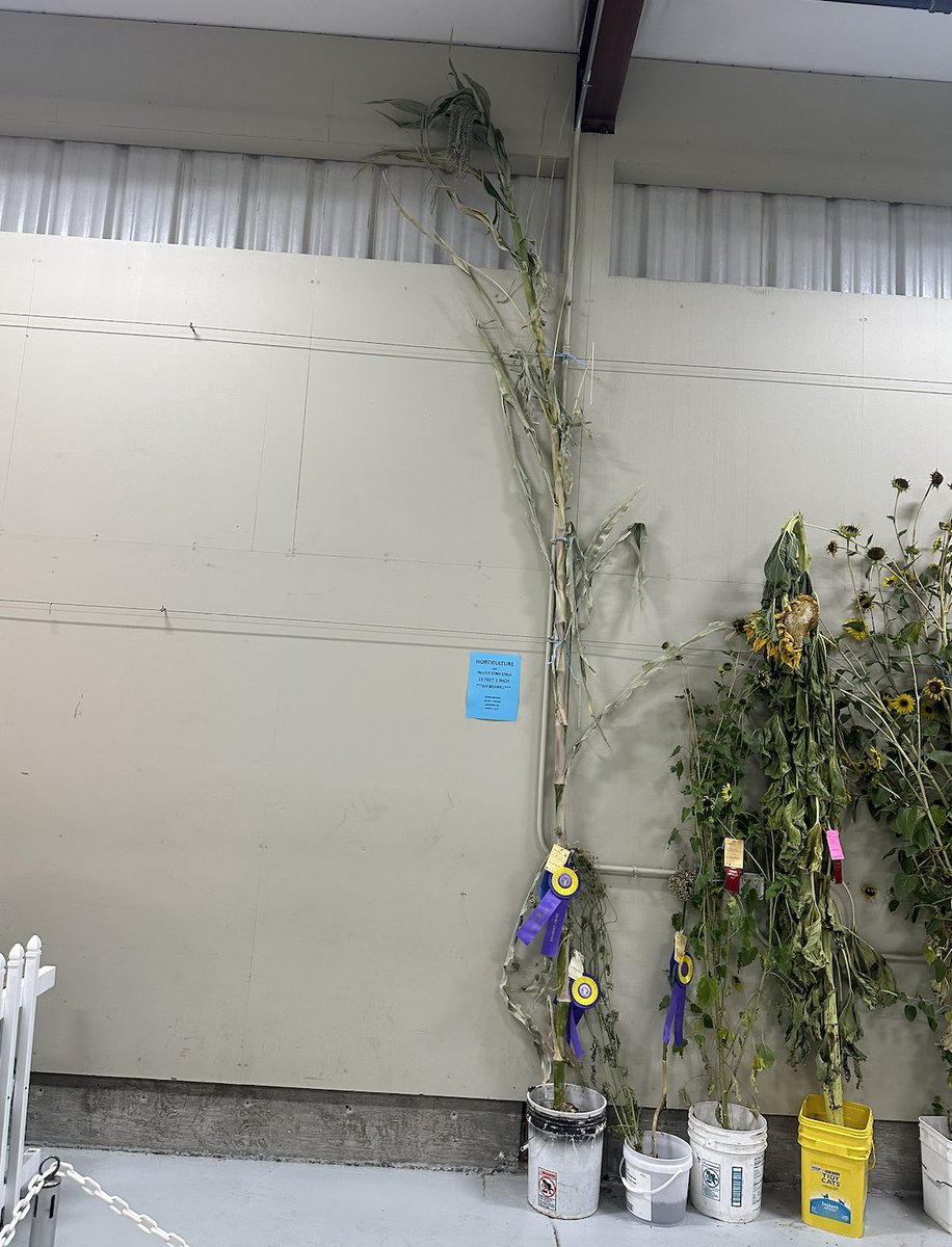 interstatefair's tweet image. Check out this corn stalk in Ag A! It&apos;s the largest we have had on-site in over 35 years and over 15 feet tall!
#ag #spokanefair #spokanefun #farmlife