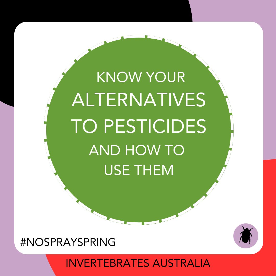 invertsau's tweet image. There are a lot of effective alternatives to pesticides. Over the next week or so we're sharing some of our favourites. 🪲

Check out our website for more information:
invertebratesaustralia.org/nosprayspring

#nosprayspring #tinynature #wildoz #insectconservation