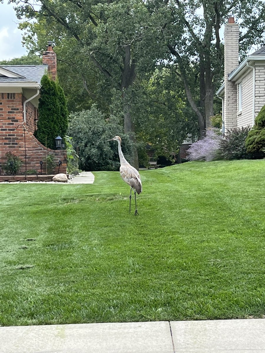 Well hello there #wildlife #wildlifeencounters #sandhillcrane #michiganwildlife