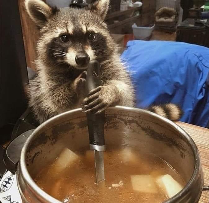 raccoonhourly's tweet photo. https://t.co/Iql4ybm2zp
