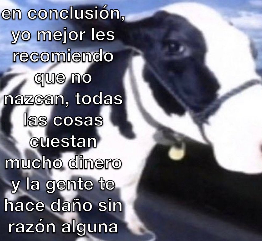 conoloracigarro's tweet photo. en conclusión 🐄 https://t.co/a0pi2UbFm7