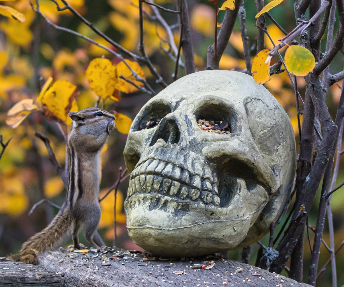 JoeisCranky's tweet photo. I still laugh every time this photo comes up on my timeline. Took it a couple of years ago in the #yeg river valley.. The chipmunks reaction is priceless. #nature #wildlife #canon #chimpmunk #fun (skull is a halloween prop) https://t.co/AtbCbptlg3