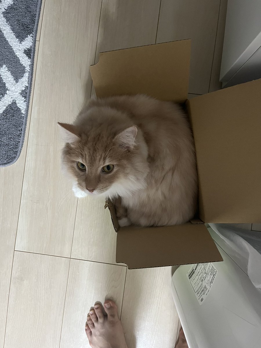 kolosuke's tweet photo. お尻が四角いね笑
#猫 #猫のいる暮らし #猫好きさんと繋がりたい #ノルウェージャンフォレストキャット https://t.co/p1eriTYM4D