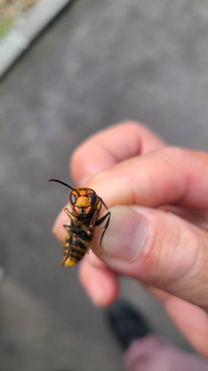 Qurange's tweet photo. ぜんぜん小型じゃないけど
コガタスズメバチ
瞬時に見分けられるように
もっとなりたい🐝✨ https://t.co/ChkXNRjwSu
