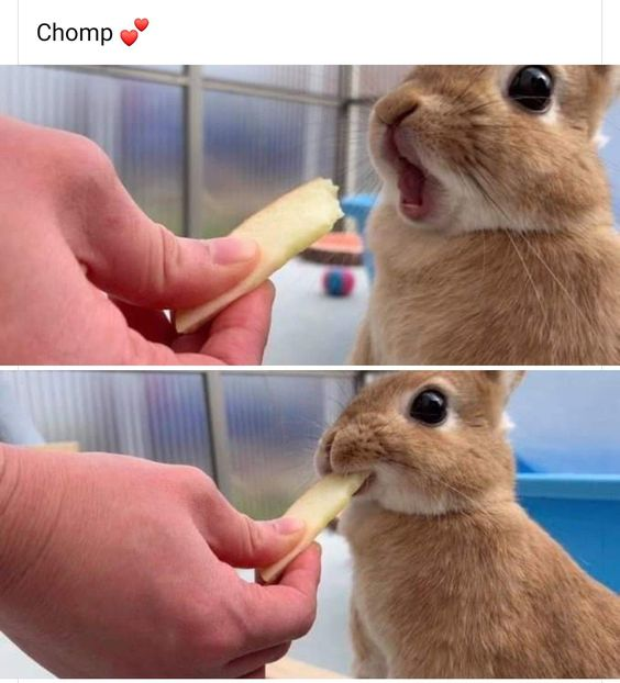 Bunnies (@rabbiteveryhour) on Twitter photo 